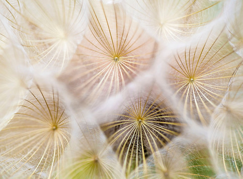 dandelion