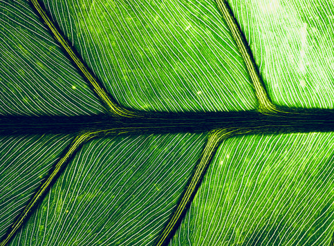 Leaf