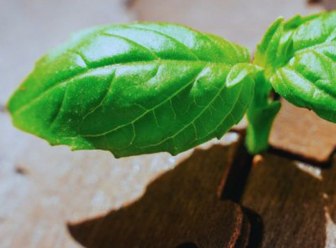 Leaf