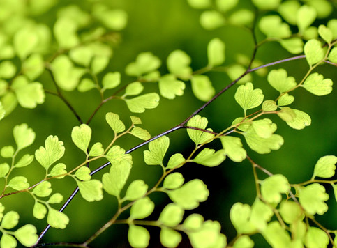 Nature green