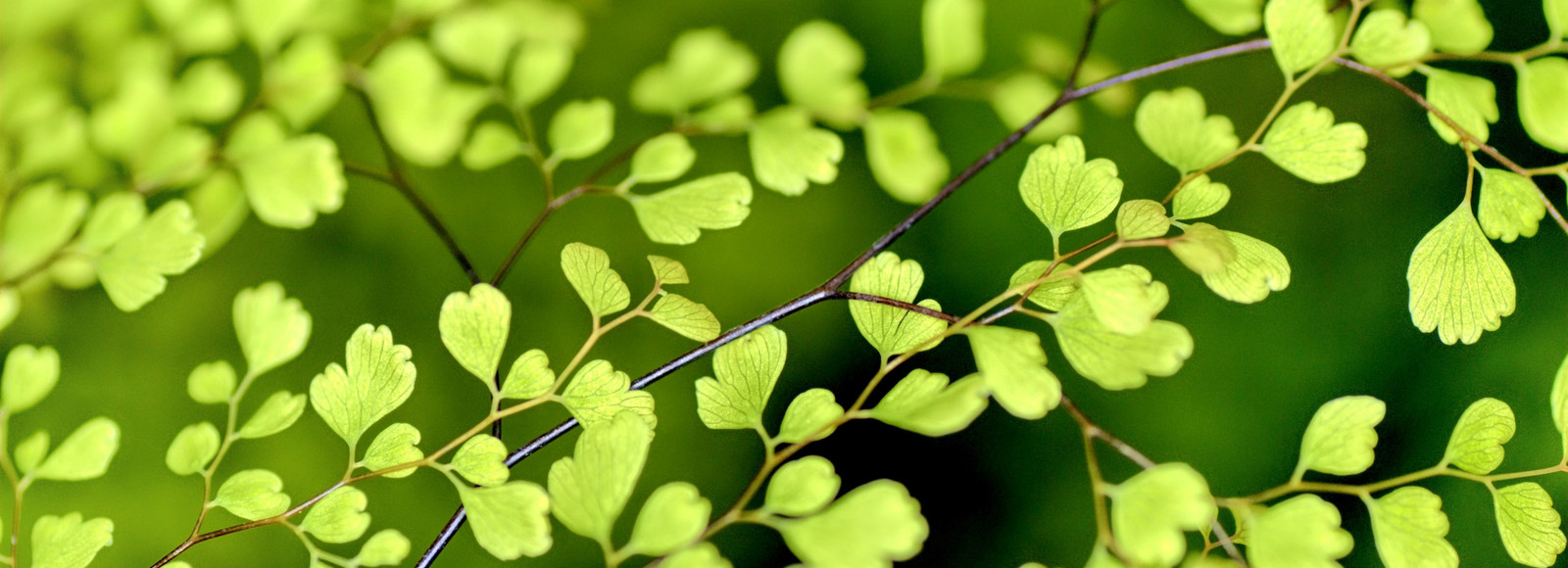 Nature green