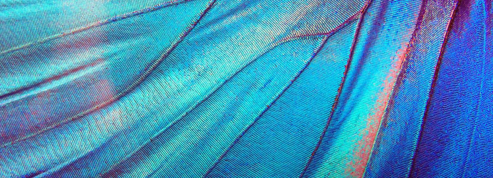 Feathers